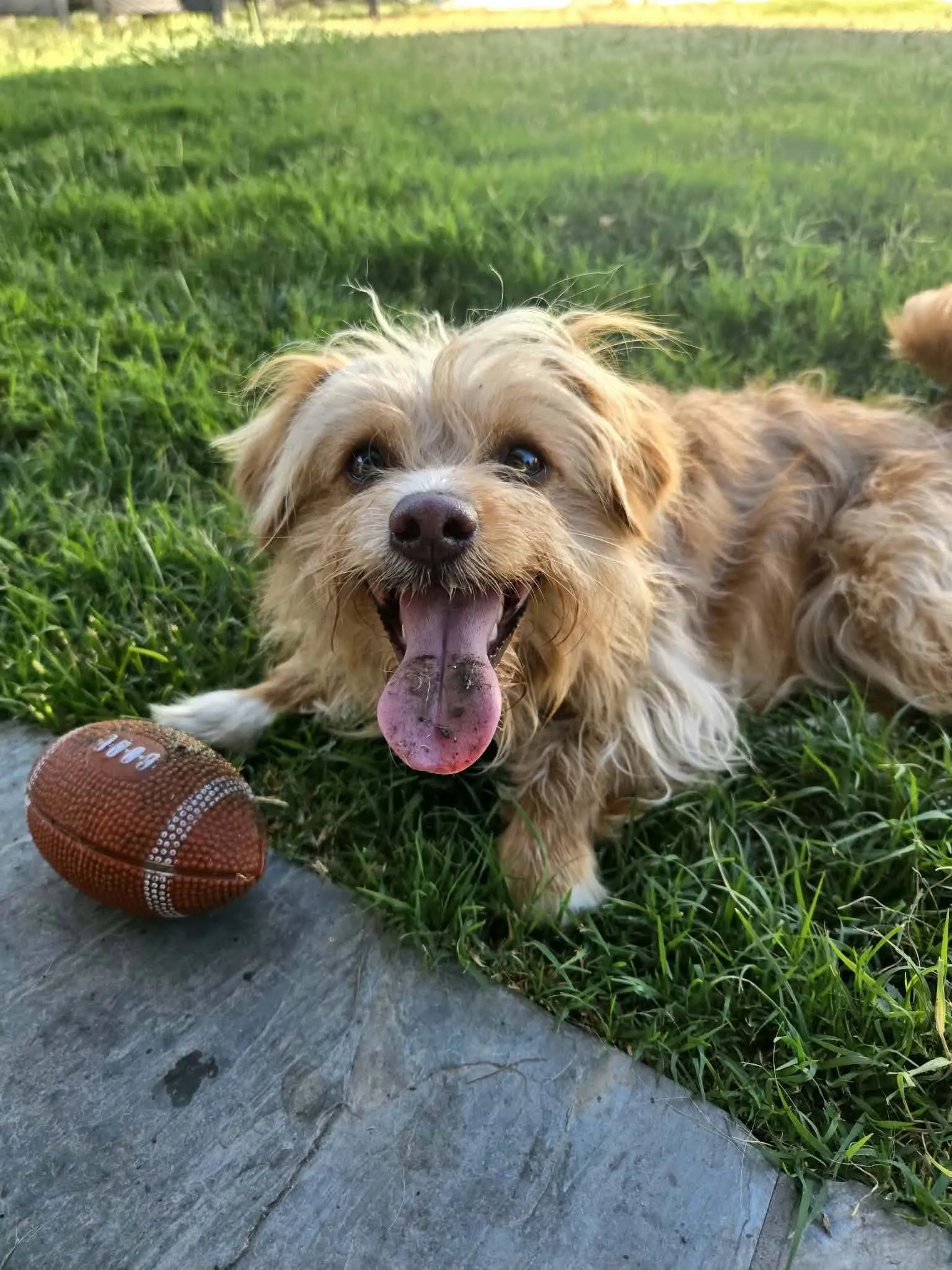 A dog resting in the grass beside a favorite ball