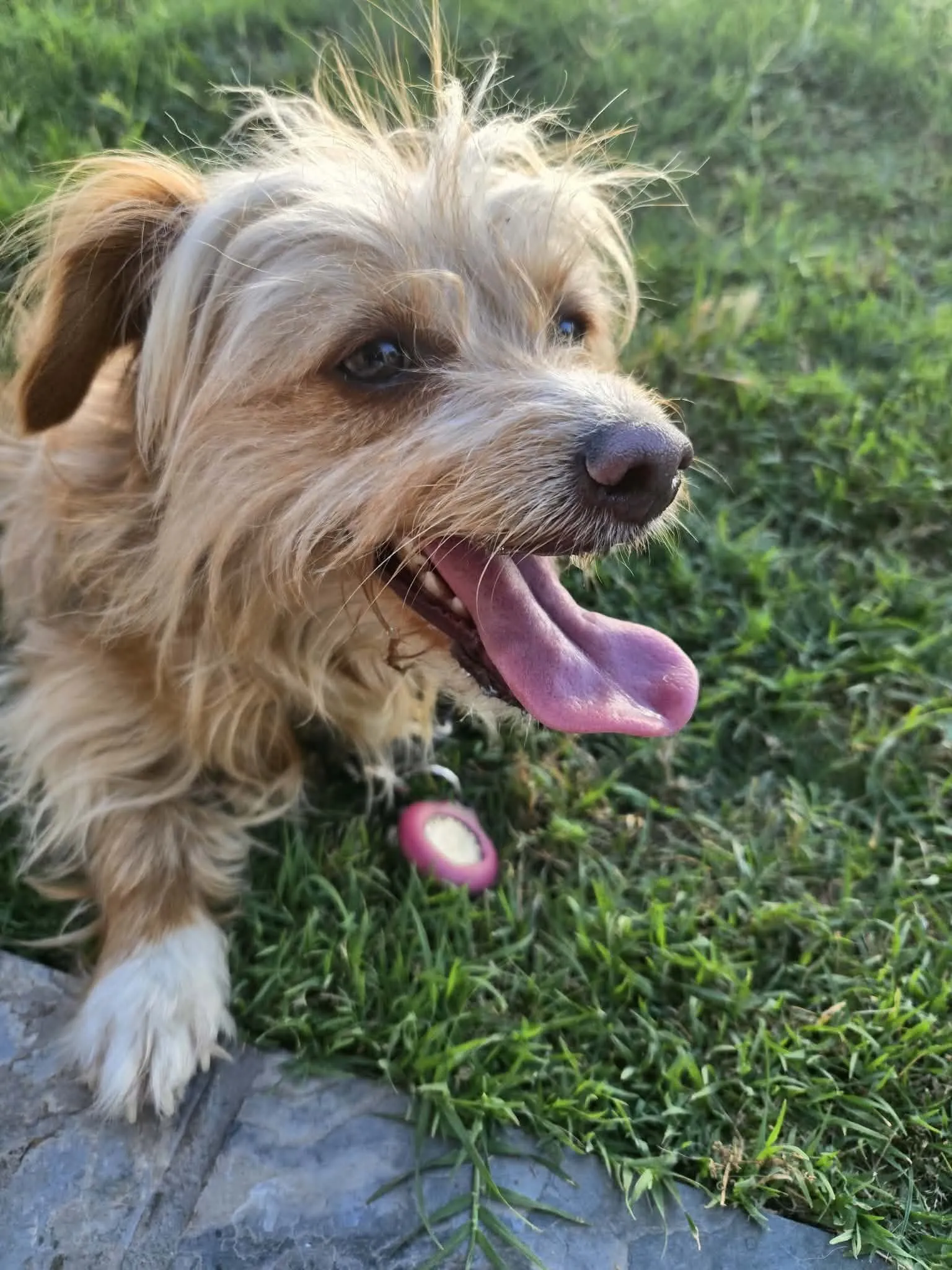 A happy dog looking toward the camera in the grass