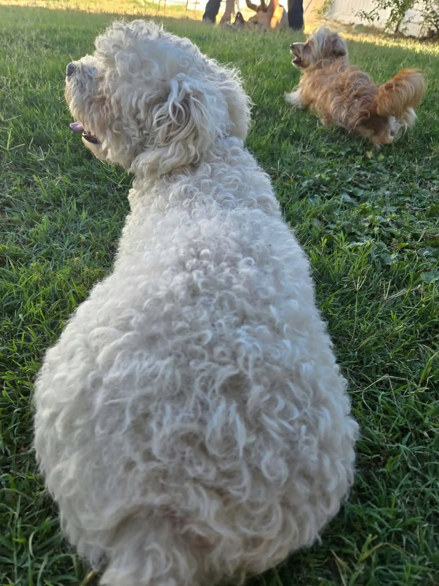 Two dogs exploring a sunlit grassy yard together