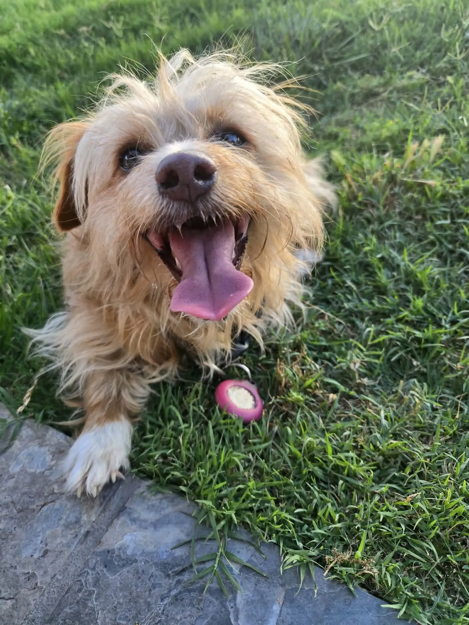 A happy dog sitting in the grass