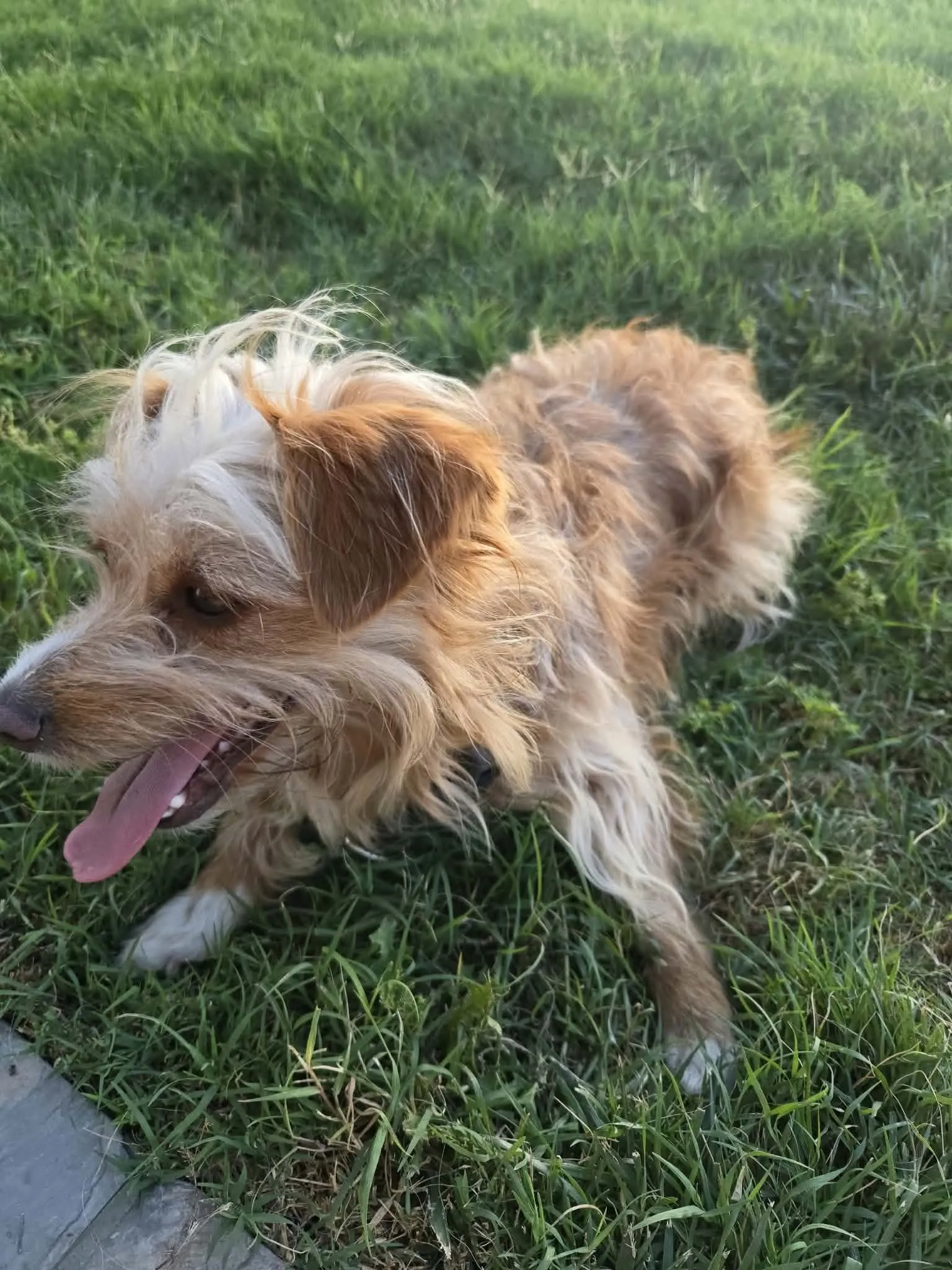 A shaggy dog exploring a grassy yard