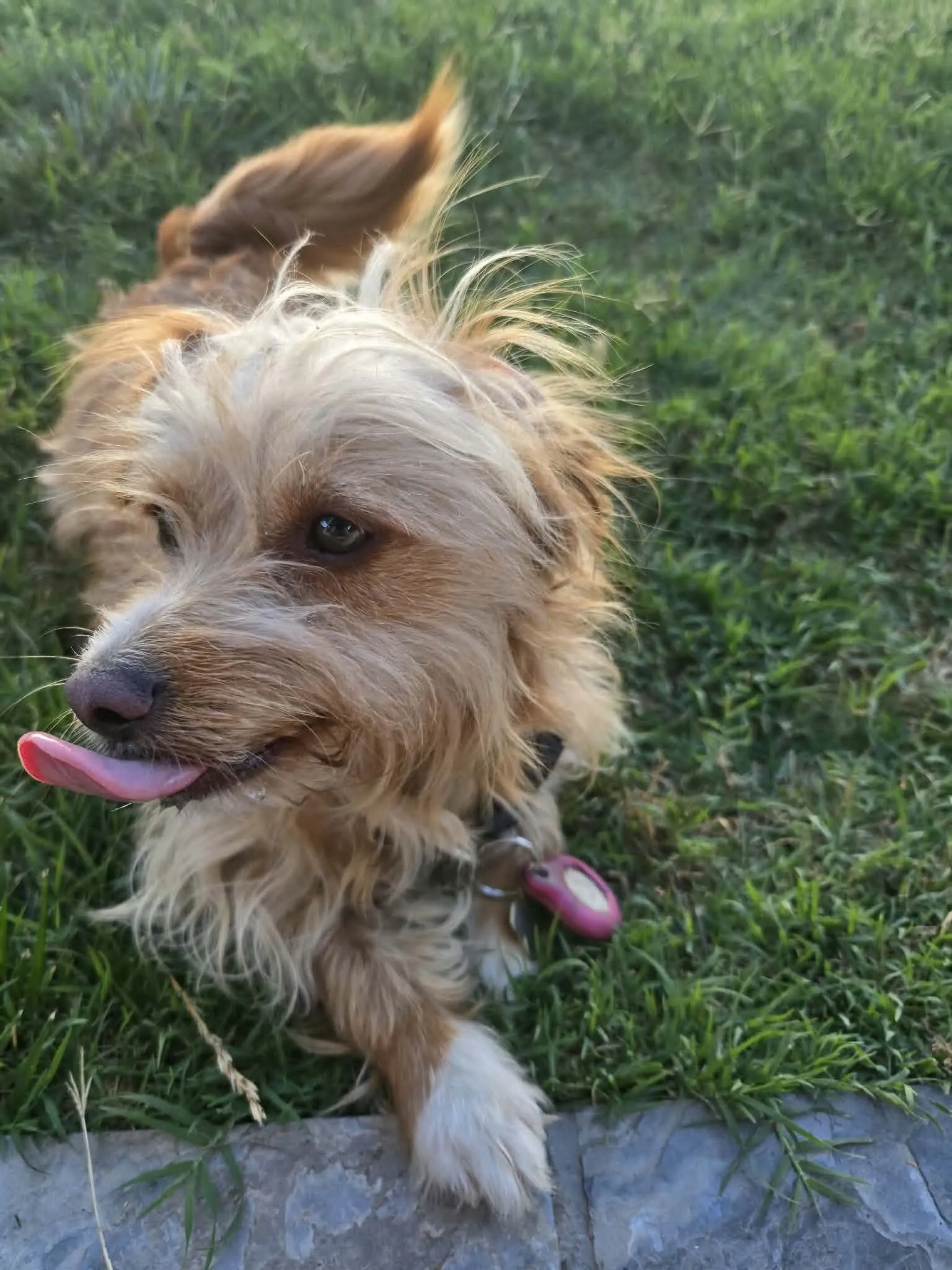 A dog looking up from the grass with a playful expression